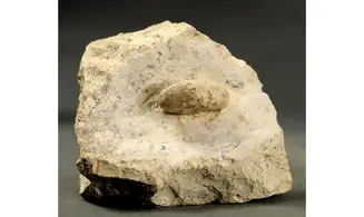 Ophidienovum