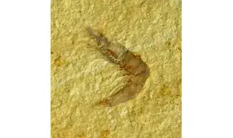 Alcmonacaris cf. winkleri