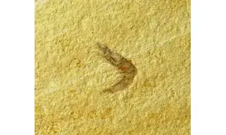 Alcmonacaris cf. winkleri