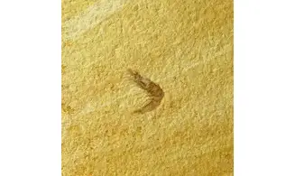 Alcmonacaris cf. winkleri