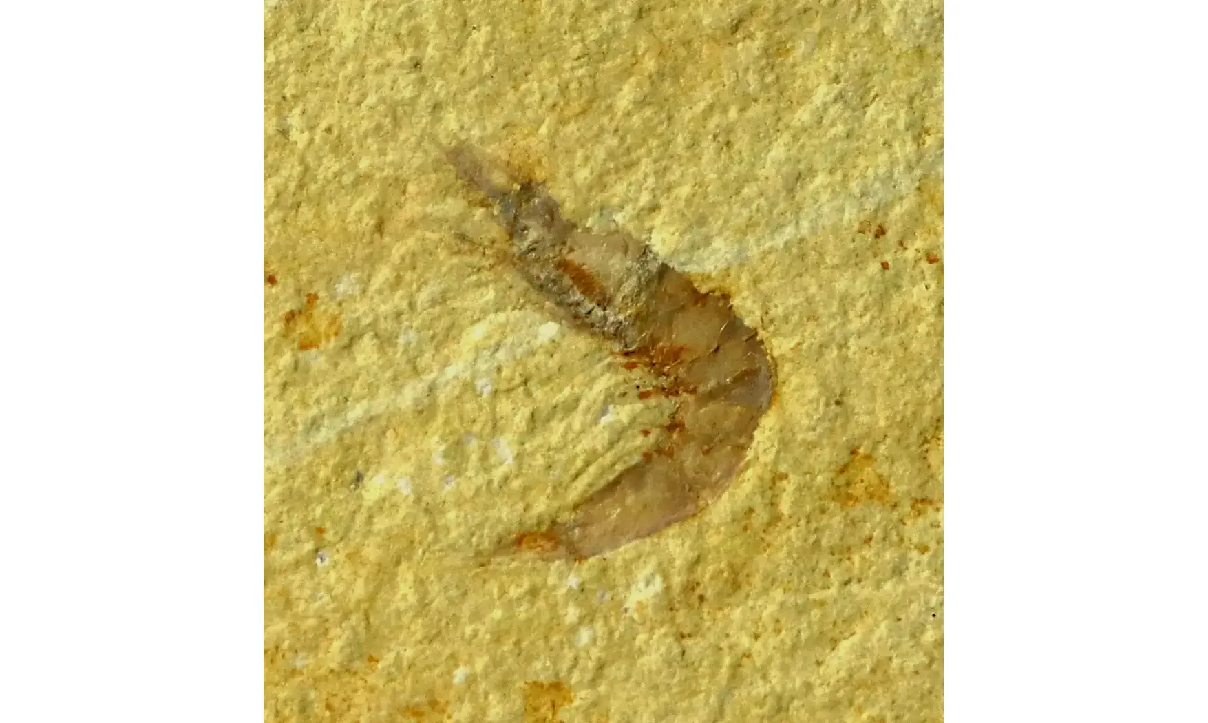 Alcmonacaris cf. winkleri