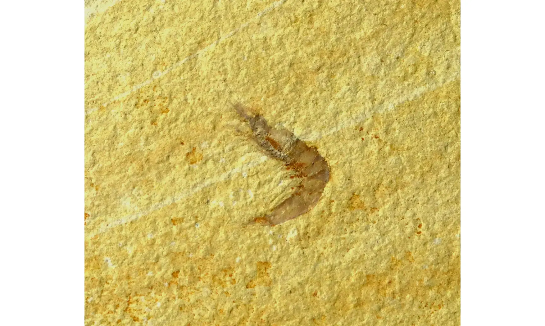 Alcmonacaris cf. winkleri