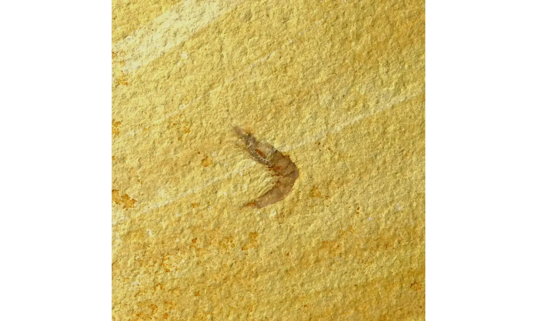 Alcmonacaris cf. winkleri