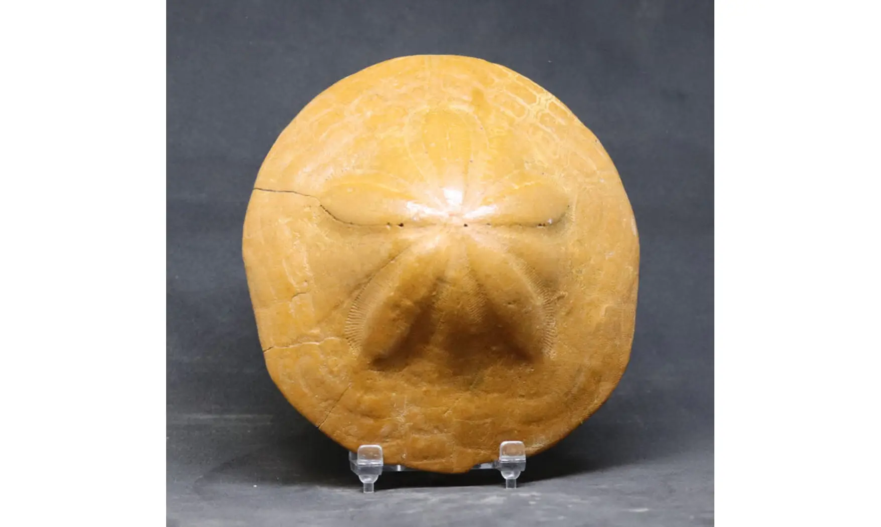 Clypeaster crassicostatus