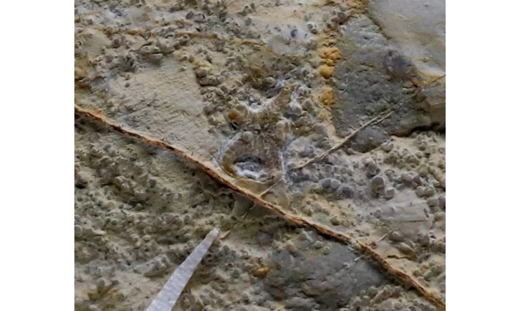 Aspidura scutellata
