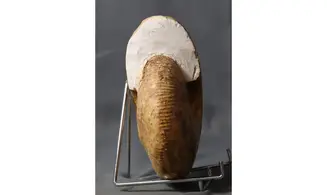Macrocephalites lamellosus