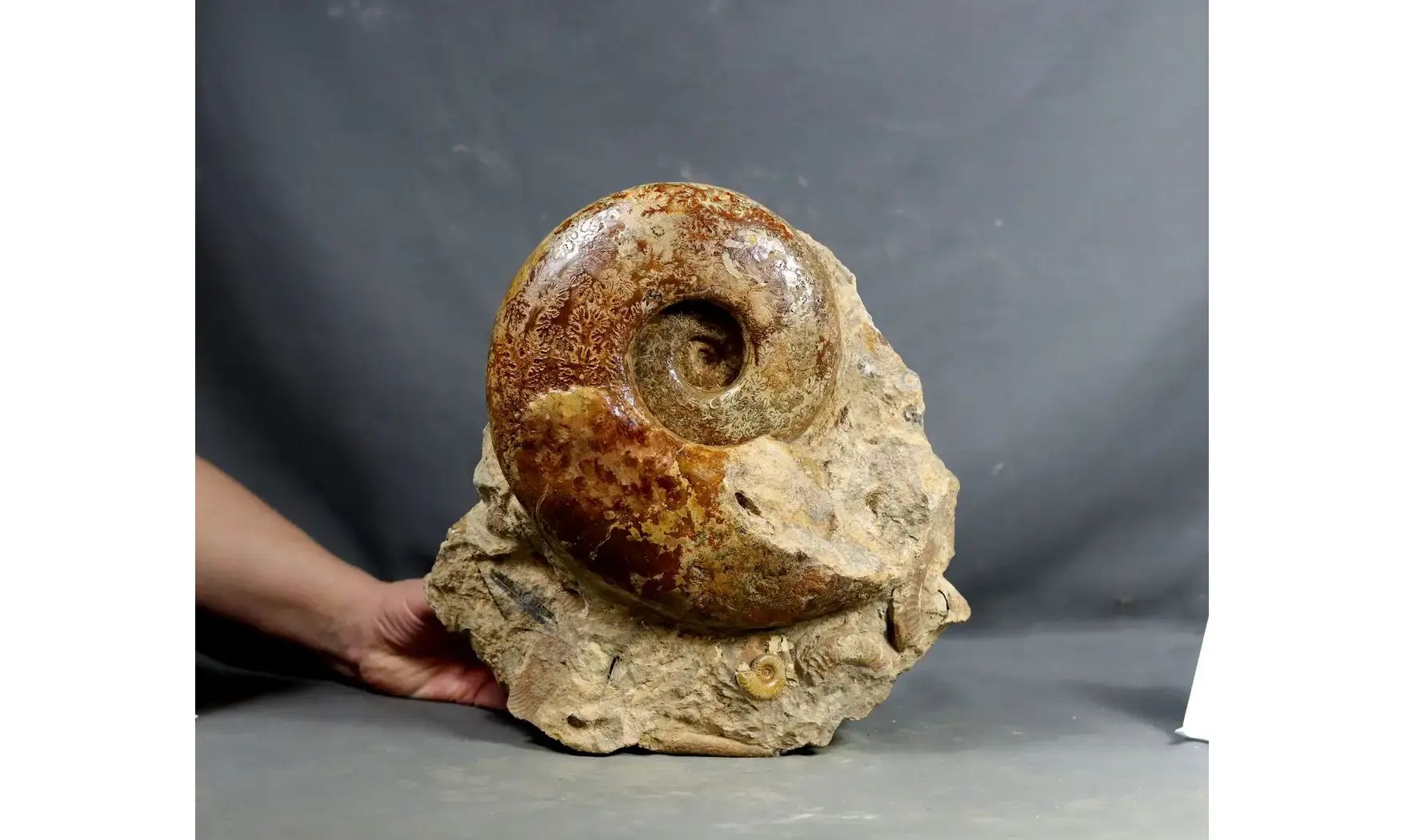 Perilytoceras jurense