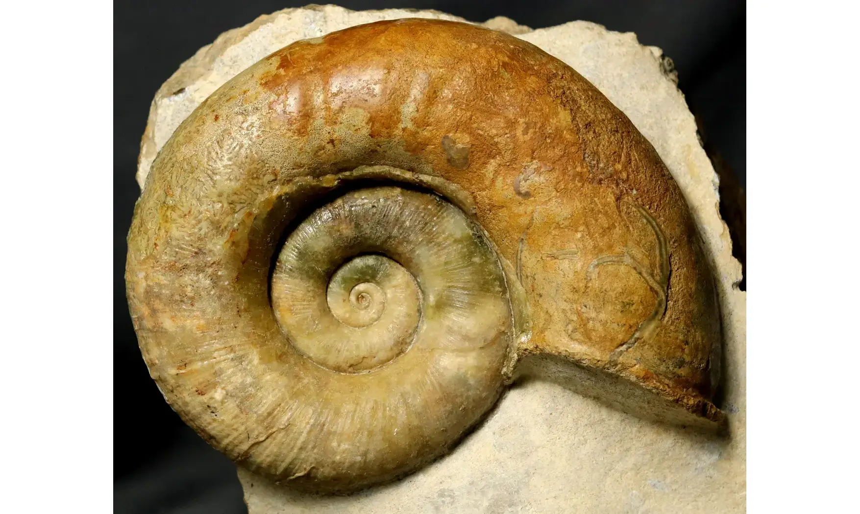 Lytoceras fimbriatum