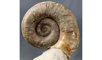 Lytoceras fimbriatum