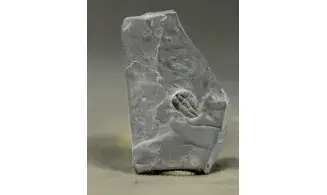 Brachyaspidion microps
