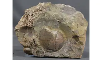 Acrimeroceras falcisulcatum