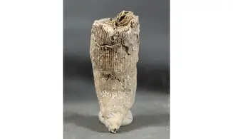 Placosmilia bofilli