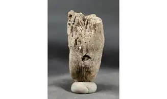 Placosmilia bofilli