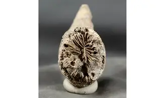 Placosmilia bofilli