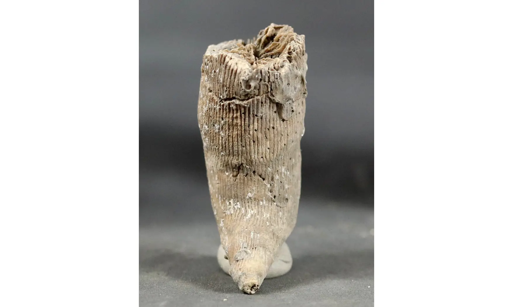 Placosmilia bofilli