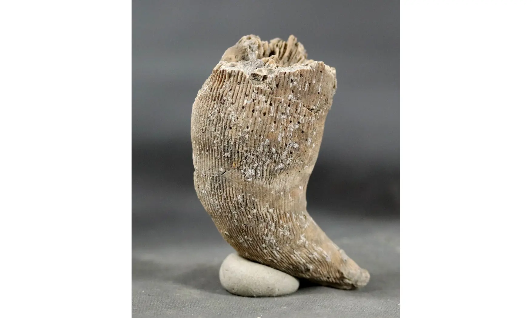 Placosmilia bofilli