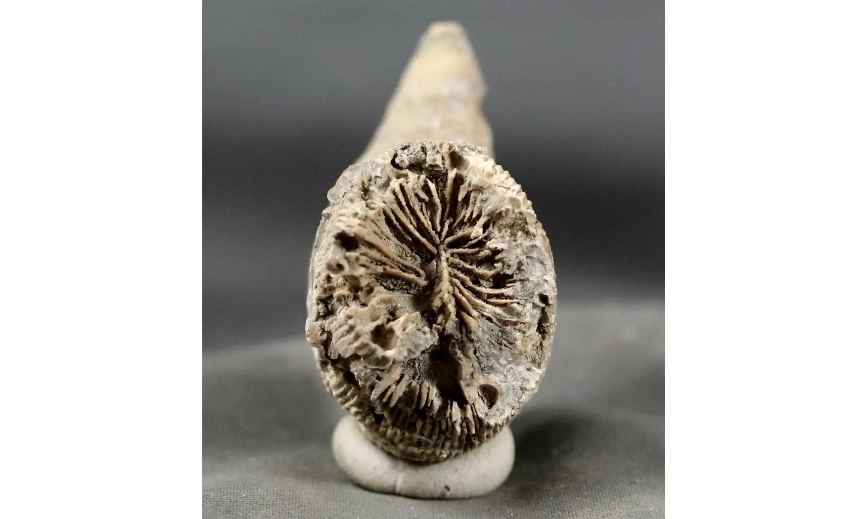 Placosmilia bofilli
