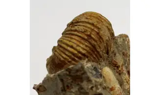 Otoites contractus