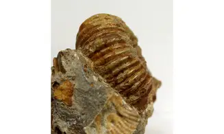 Otoites contractus