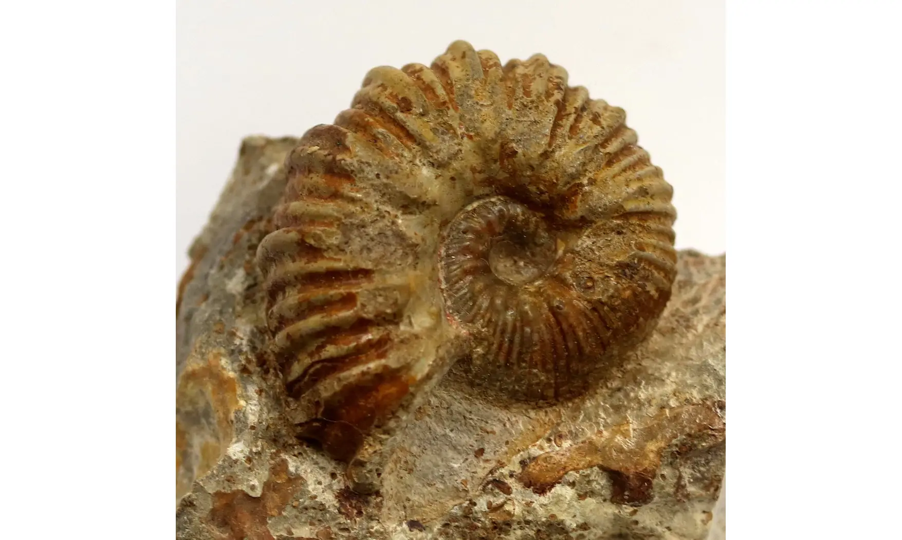 Otoites contractus