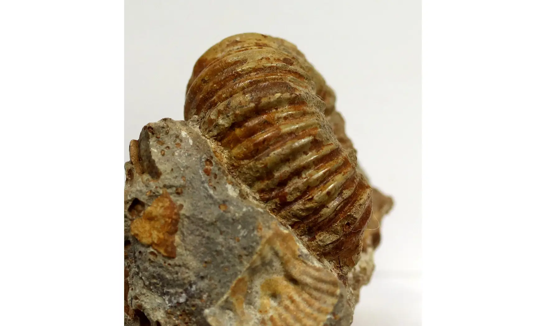 Otoites contractus