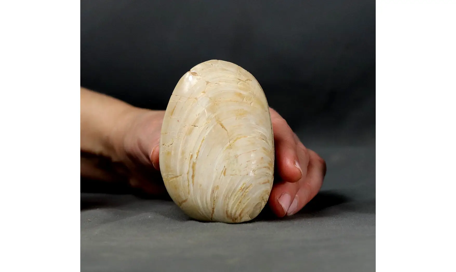 Gros bivalve