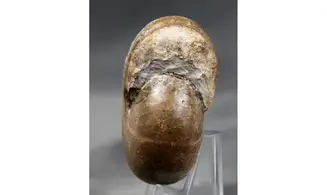 Popanoceras timorense