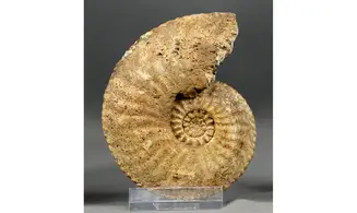 Amaltheus margaritatus