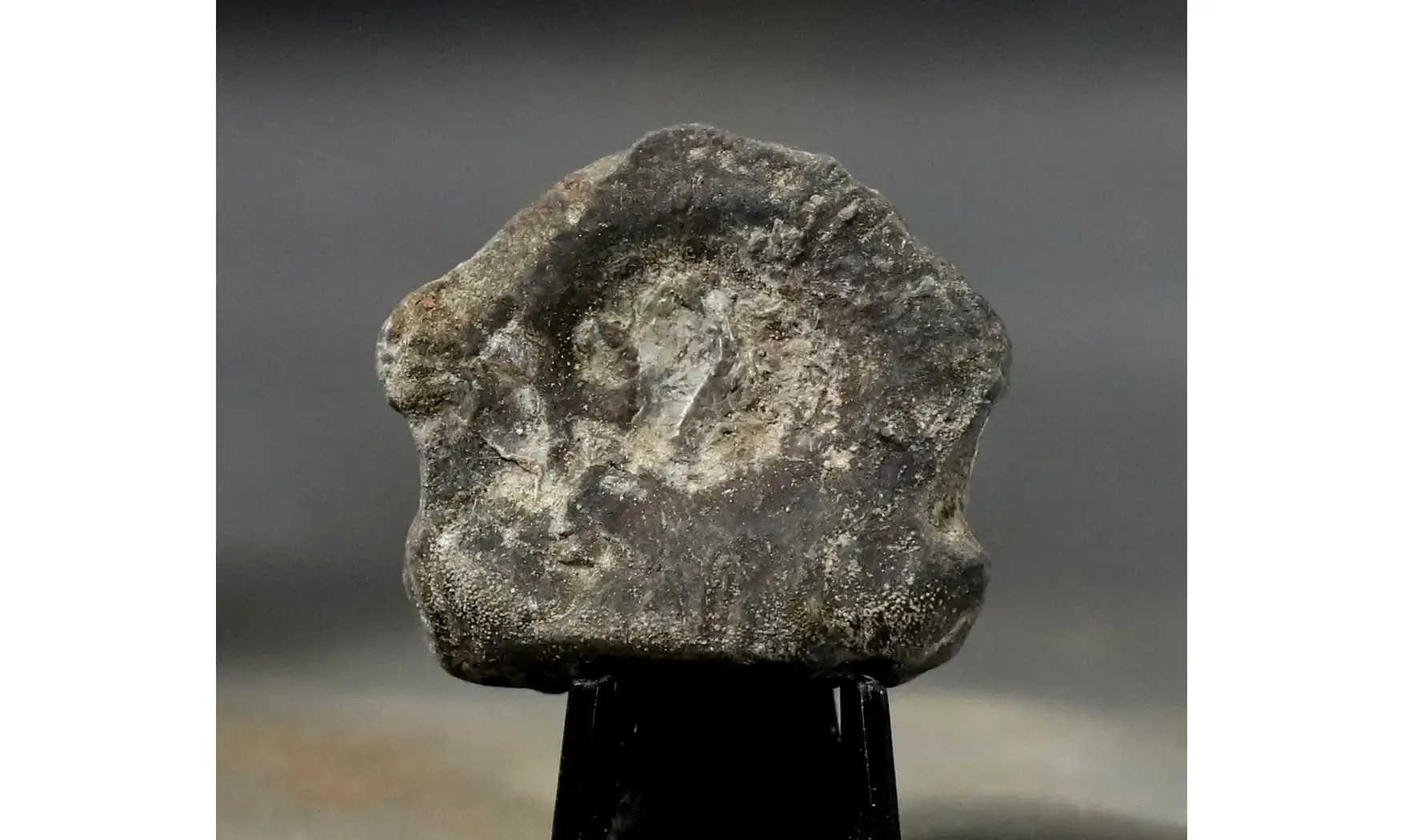 Stenopterygius quadriscissus