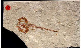 Eurypholis boissieri