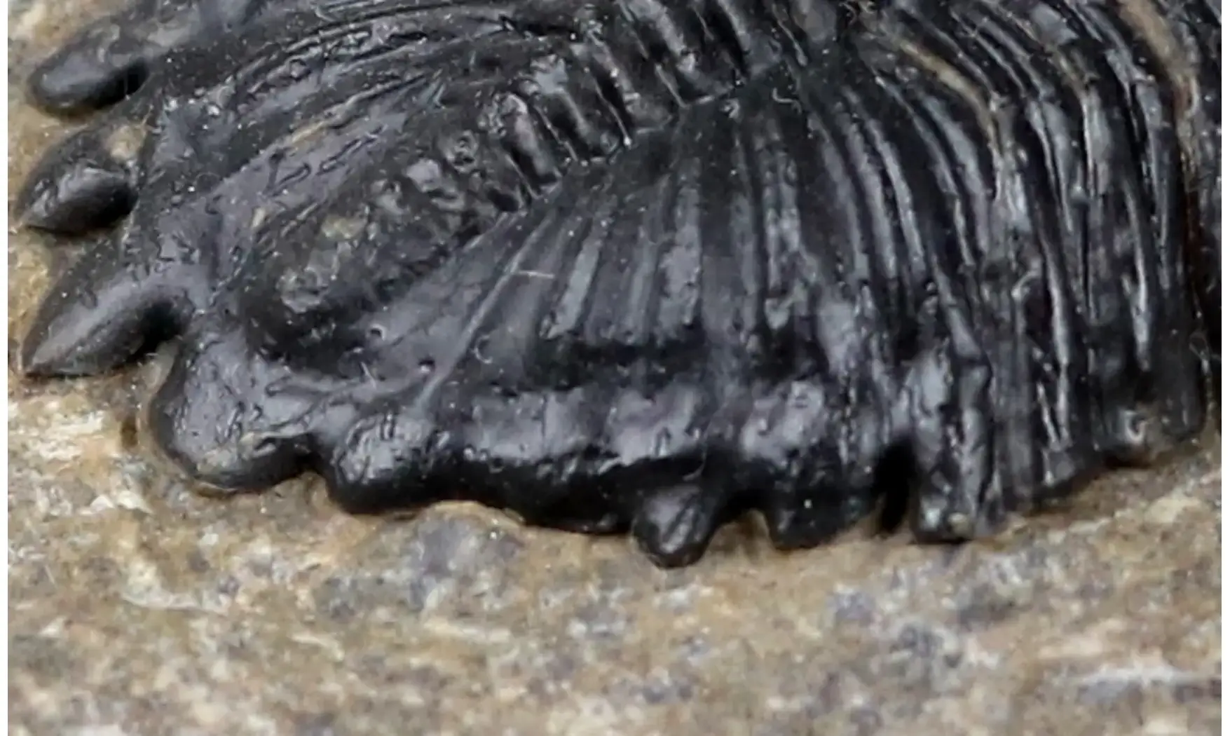 Hollardops mesocristata