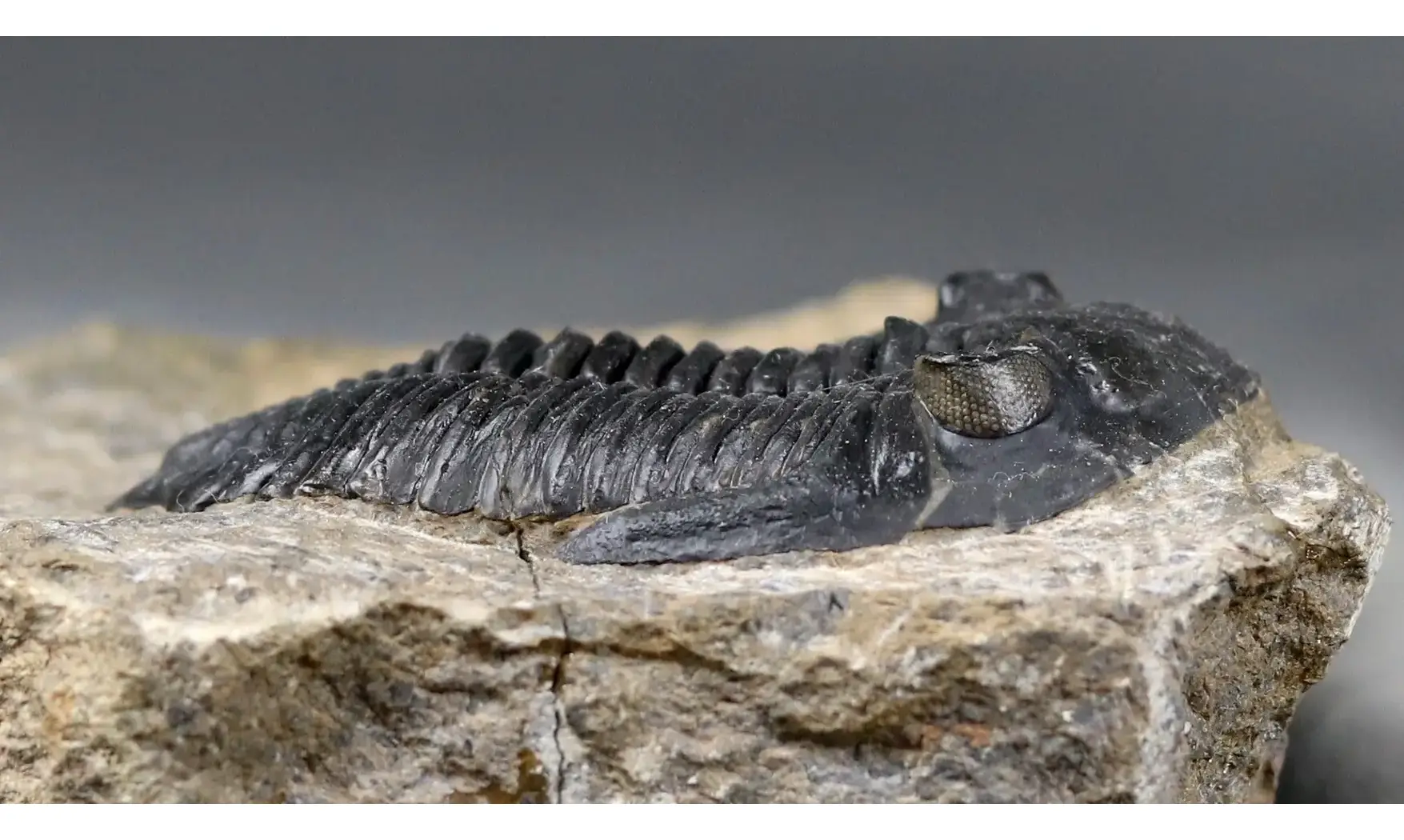Hollardops mesocristata