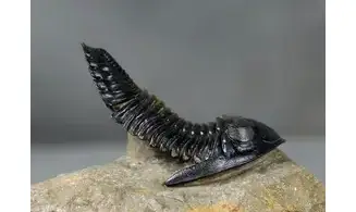 Hollardops mesocristata