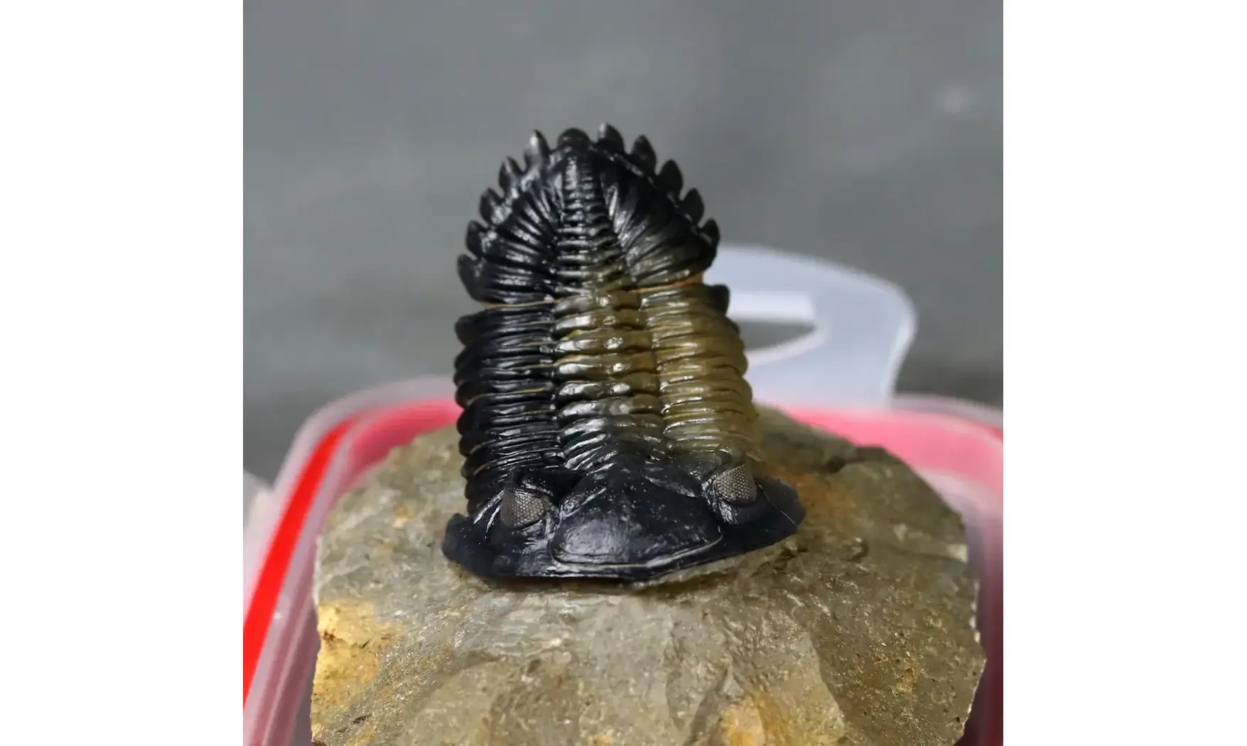 Hollardops mesocristata