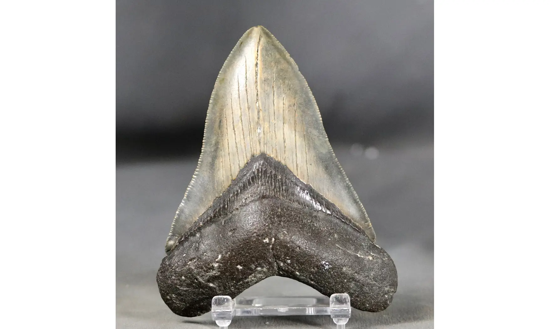Carcharodon megalodon