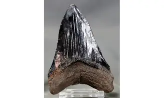 Carcharodon megalodon