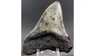 Carcharodon megalodon