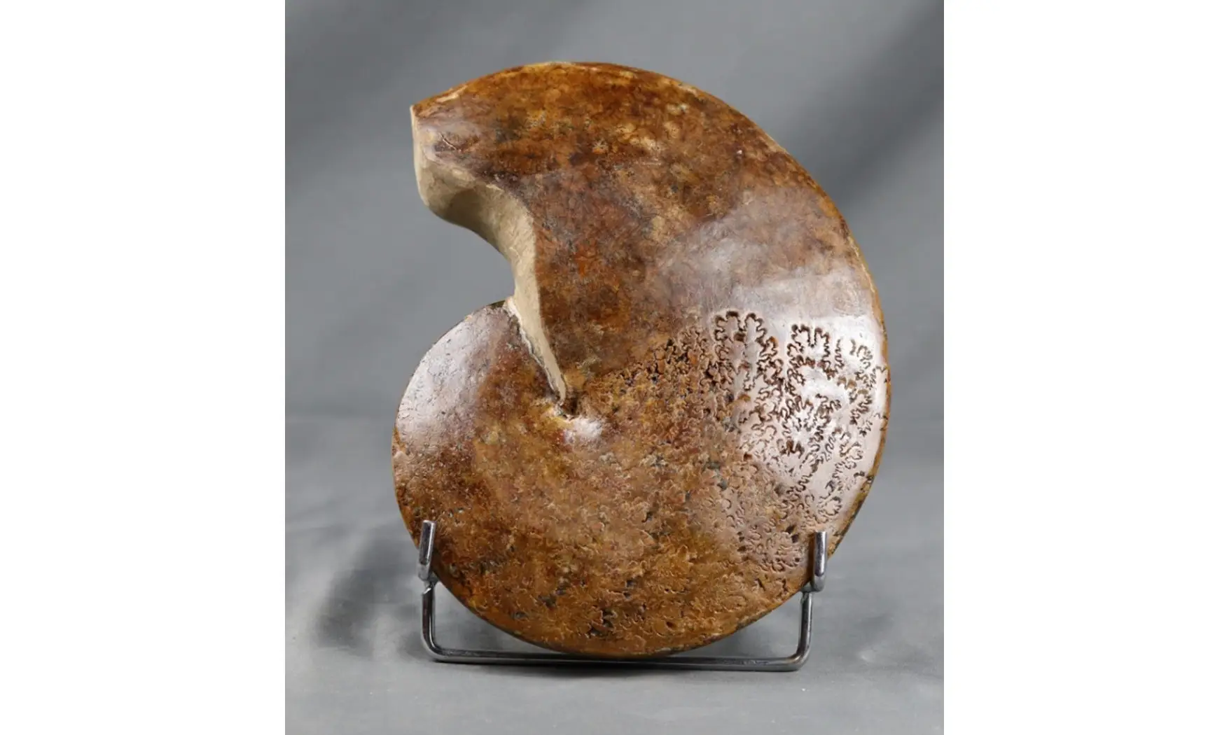 Forbesiceras obtectum