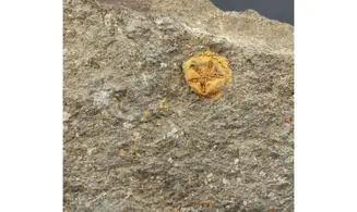 Isorophus africanus
