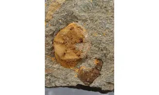 Isorophus africanus