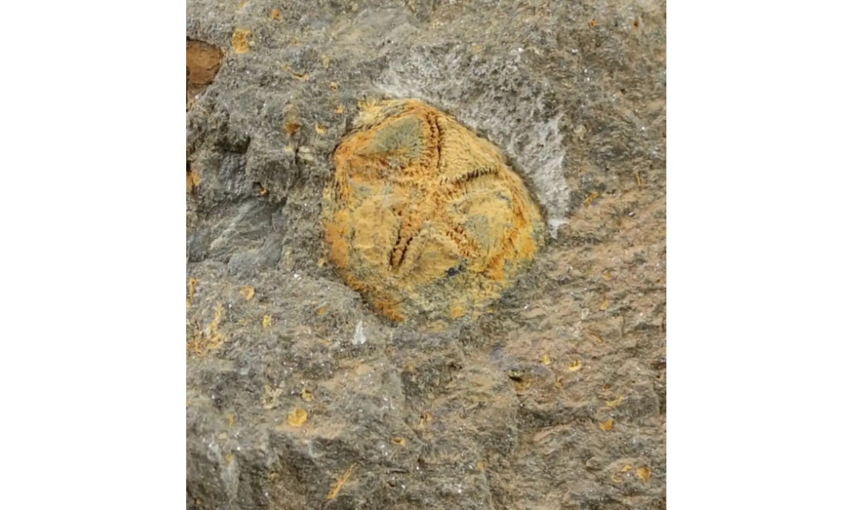 Isorophus africanus
