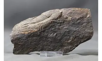 Ectillaenus Giganteus
