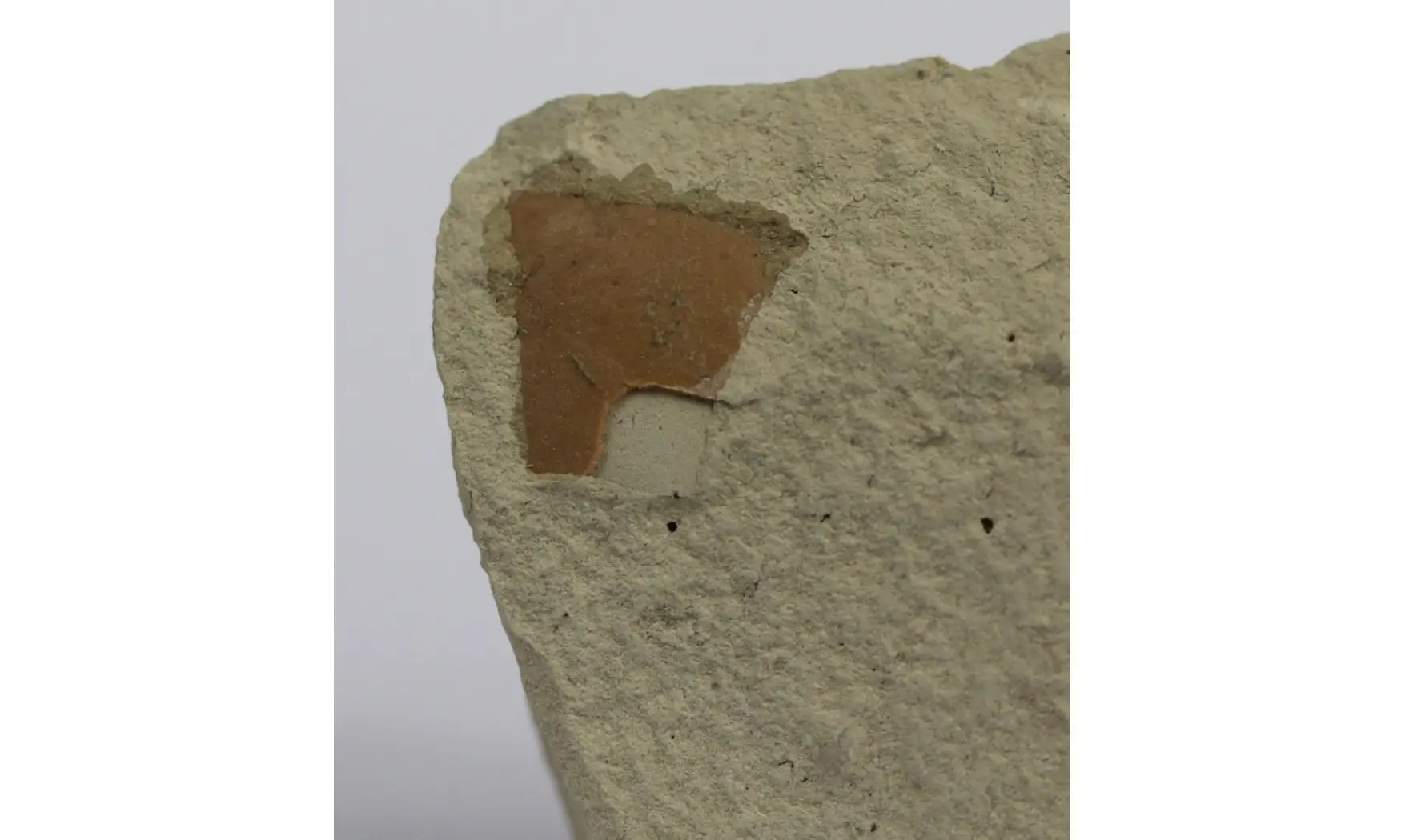 Palaelodus sp.
