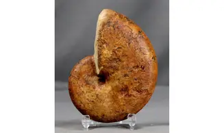 Hyporbulites seresitensis