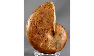 Hyporbulites seresitensis