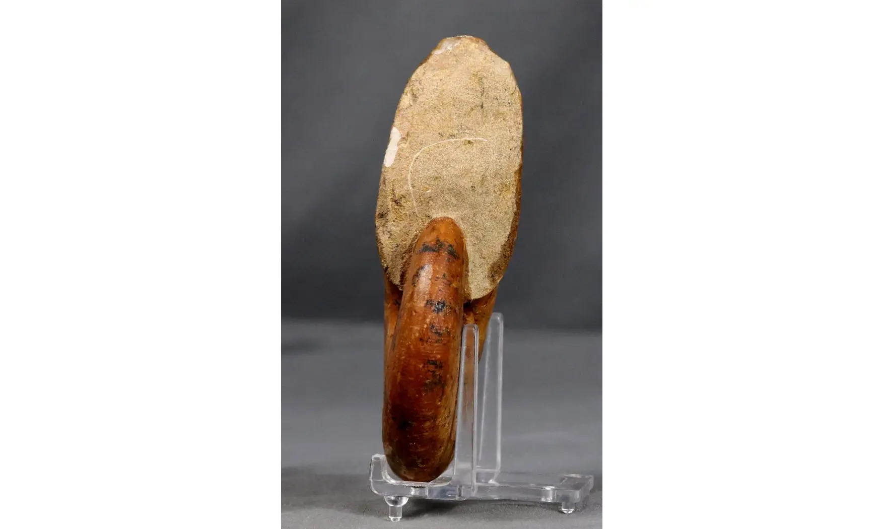 Hyporbulites seresitensis