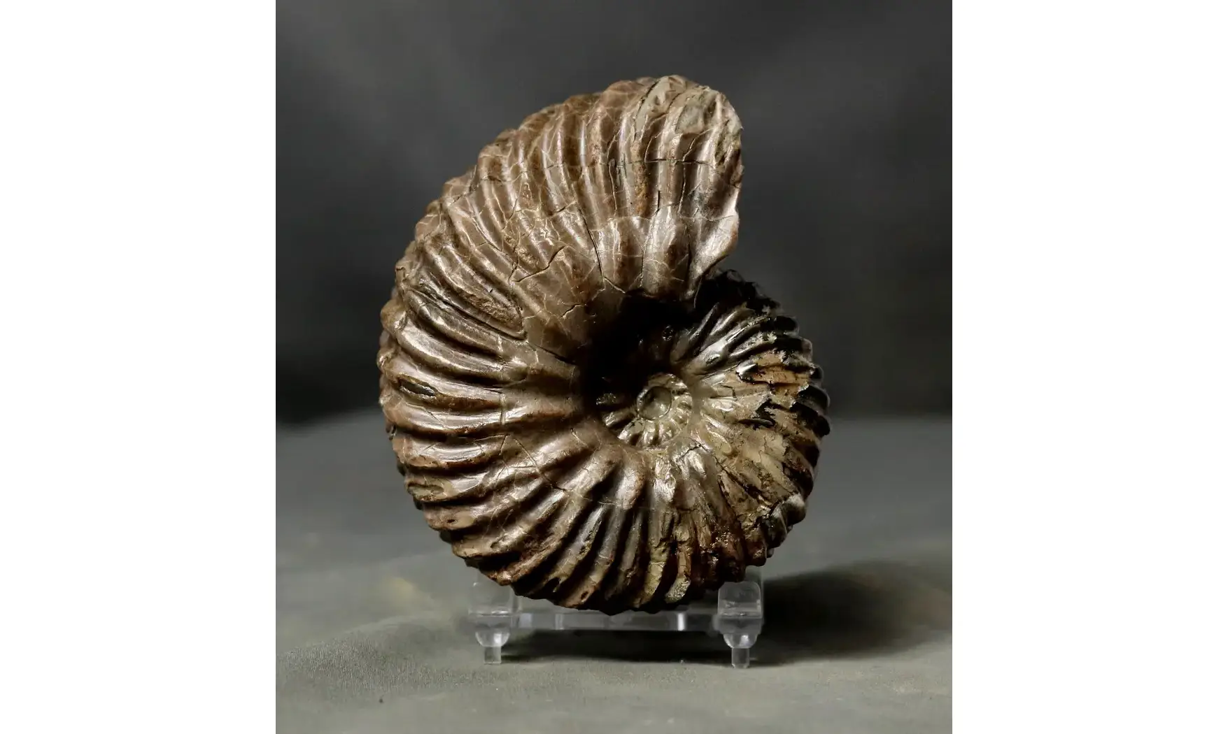 Hoplites dentatus