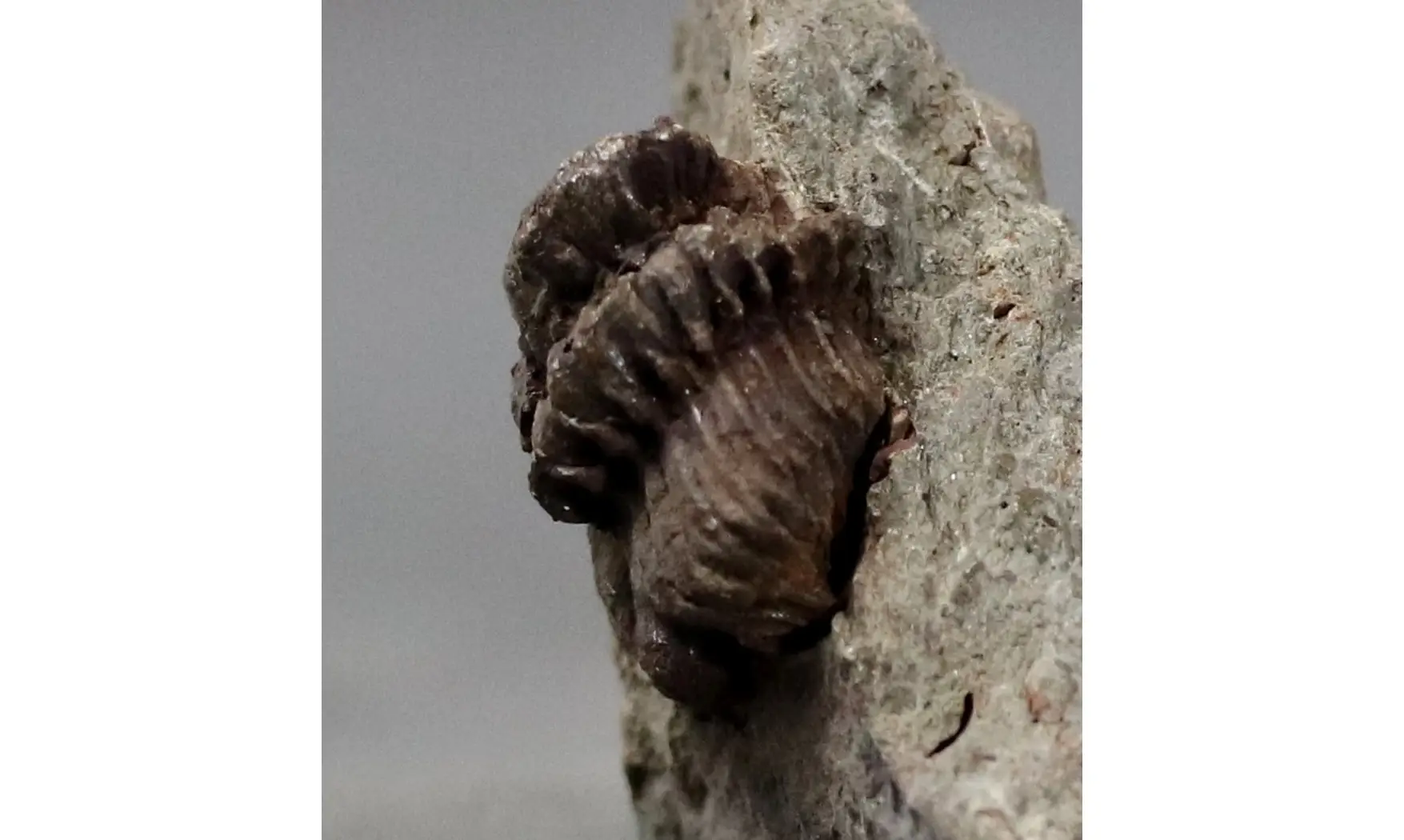 Geesops gallicus