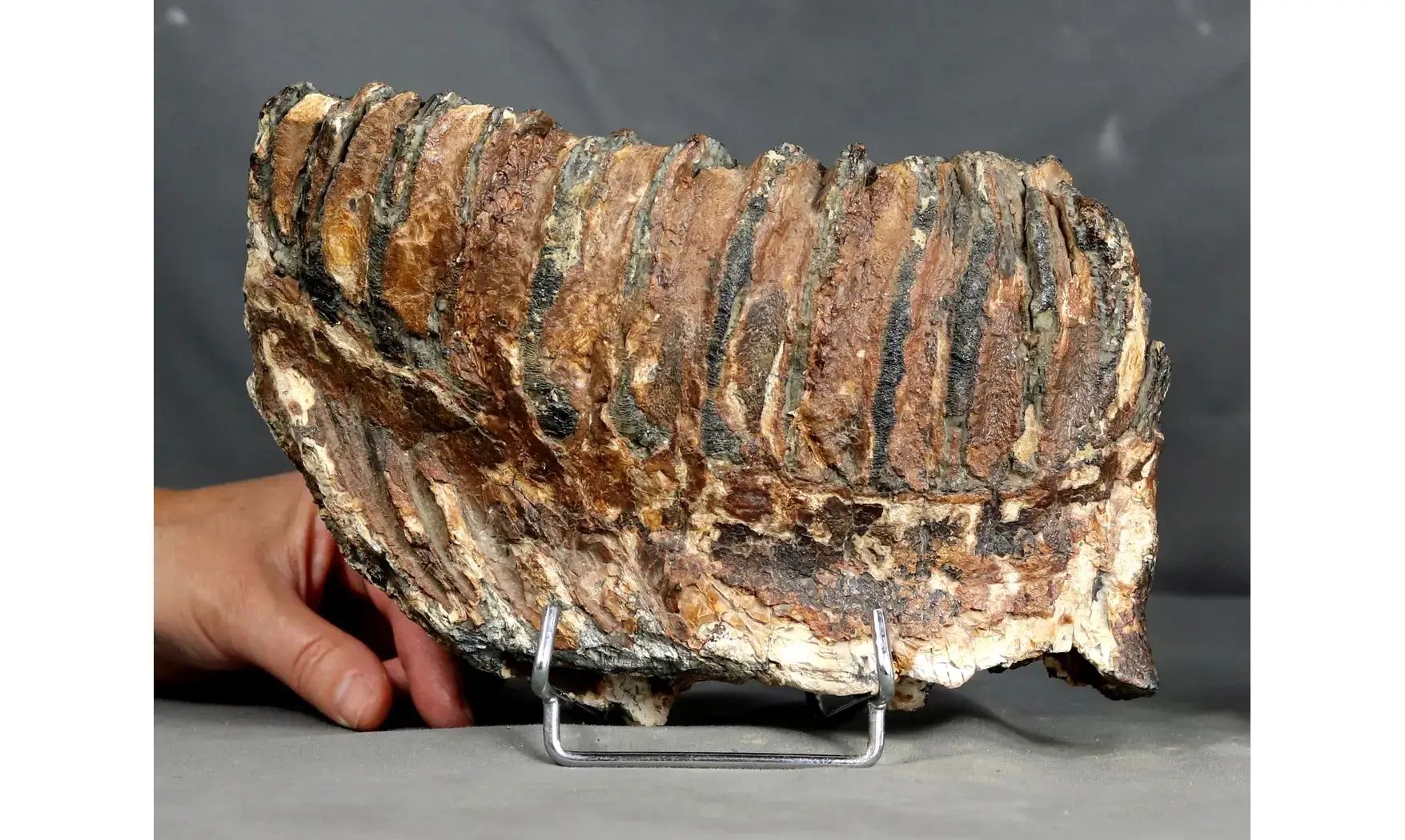 Mammuthus primigenius