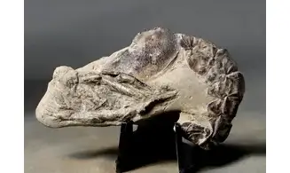 Meyeria magna